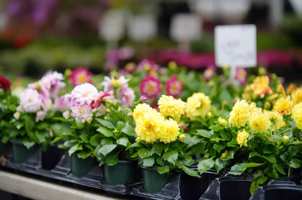 Pflanzen Gartencenter Oder Auf Dem Wochenmarkt Verkauf Von Sortenreinen Sämlingen — Stockfoto