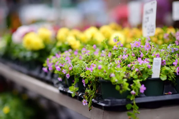 Planten Het Tuincentrum Straatmarkt Verkoop Van Varieteit Zaailingen Van Bloemen — Stockfoto