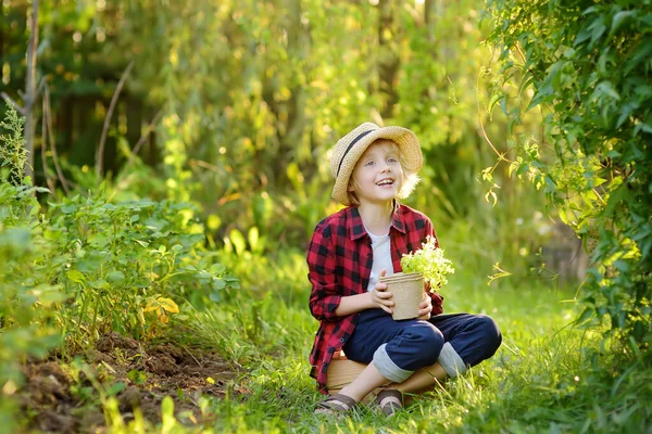 Mały Chłopiec Trzymający Sadzonkę Sałatki Doniczkach Ogrodzie Letni Słoneczny Dzień — Zdjęcie stockowe