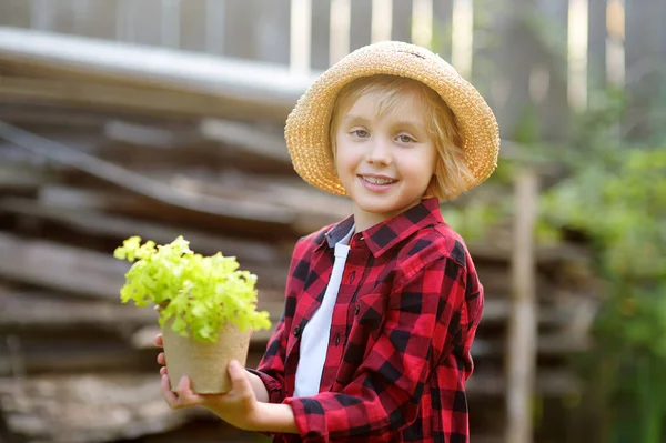 Anak Laki Laki Kecil Memegang Bibit Salad Dalam Pot Taman — Stok Foto