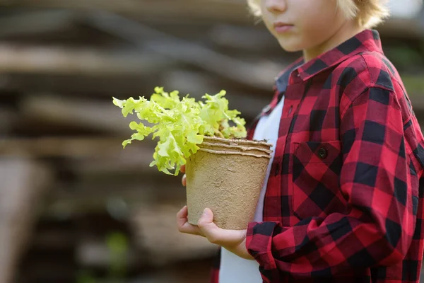 夏天阳光明媚的日子里 小男孩在自家花园的盆子里放着沙拉苗 有小孩的家庭园艺活动 — 图库照片