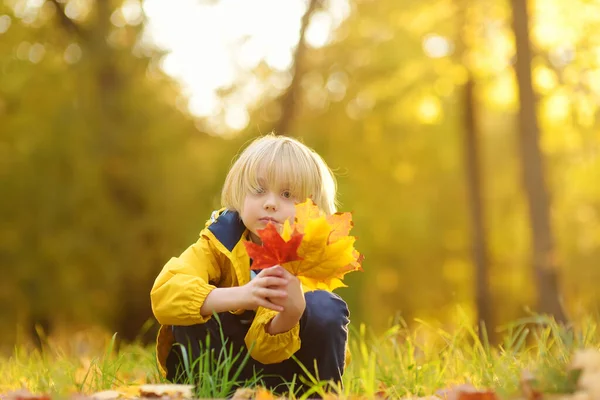 秋の晴れた日に森の中を散歩中の小さな男の子 カエデの葉を遊んでいる子供 自然の中でアクティブな家族の時間 小さな子供と一緒にハイキング 葉がざわめき — ストック写真