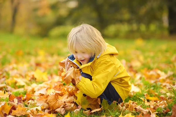 秋の晴れた日に森の中を散歩中の小さな男の子 カエデの葉を遊んでいる子供 自然の中でアクティブな家族の時間 小さな子供と一緒にハイキング 葉がざわめき — ストック写真