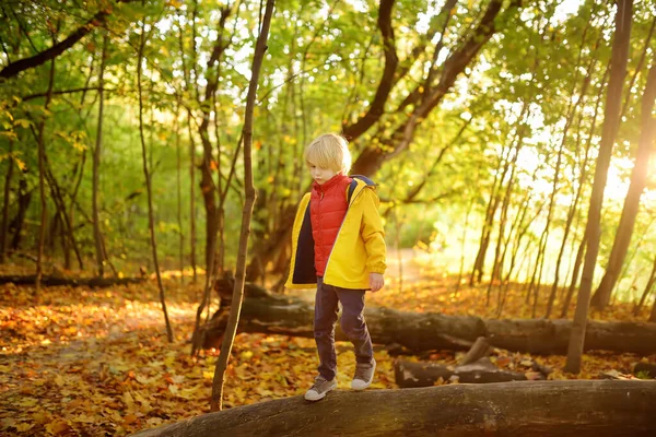 Mały Chłopiec Bawiący Się Podczas Spaceru Lesie Słoneczny Jesienny Dzień — Zdjęcie stockowe