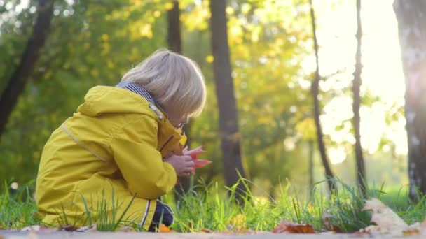 小男孩收集秋天黄色和红色的叶子 在阳光明媚的秋日在森林里散步时 幼儿园的孩子们玩得很开心 家庭在大自然中的活跃时间 和小孩一起远足树叶沙沙作响 — 图库视频影像