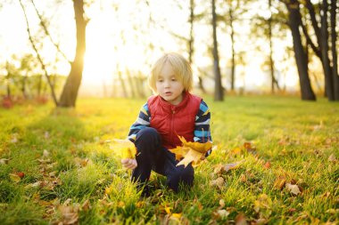 Küçük çocuk güneşli bir sonbahar gününde ormanda gezinirken eğleniyor. Akçaağaç yaprağı oynayan çocuk. Doğada aktif aile zamanı. Küçük çocuklarla yürüyüş. Yapraklar hışırdıyor.