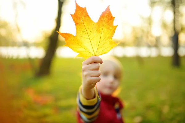 Niño Divirtiéndose Durante Paseo Por Bosque Soleado Día Otoño Niño — Foto de Stock