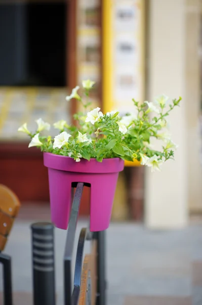 Panela com flores — Fotografia de Stock