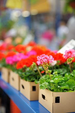 Kutuda pembe çiçekler