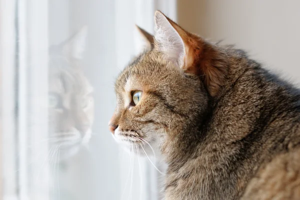 Portret kota brązowe — Zdjęcie stockowe