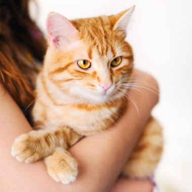 Güzel turuncu tomcat