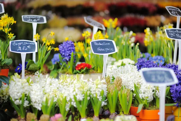 Hermosas flores se venden en la tienda de flores al aire libre —  Fotos de Stock