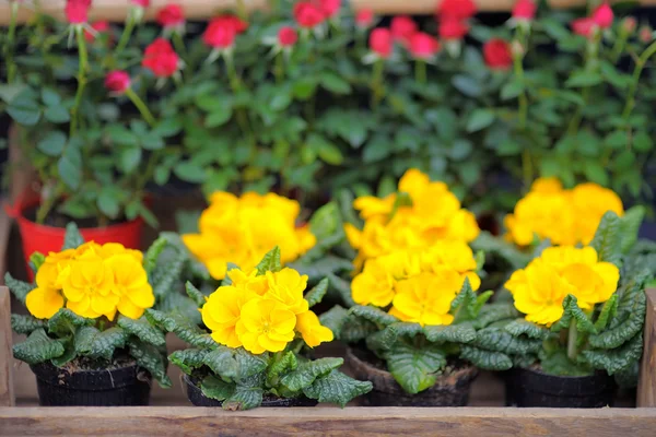 Flores frescas amarelas e vermelhas — Fotografia de Stock