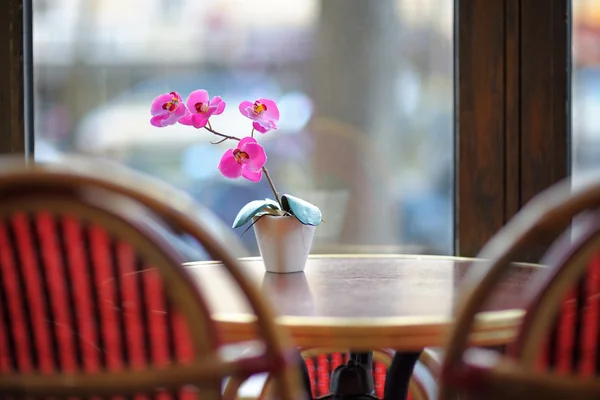 Hermosa orquídea lila en la olla blanca sobre la mesa —  Fotos de Stock