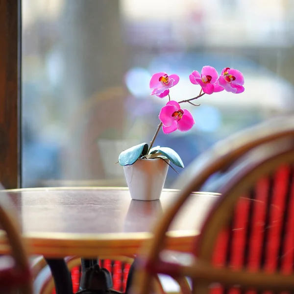 Mooie Sering orchidee in de witte pot op tafel — Stockfoto