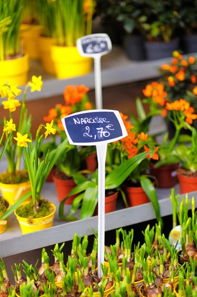 Hermosas flores se venden en la tienda de flores al aire libre — Foto de Stock