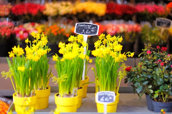 Lindas flores vendidas na loja de flores ao ar livre — Fotografia de Stock