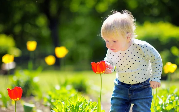 Toddler chłopiec zapachu czerwony tulipan — Zdjęcie stockowe