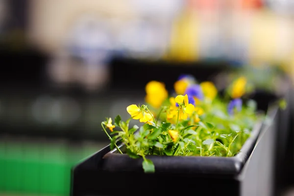 Blumentopf mit gelben Blüten — Stockfoto