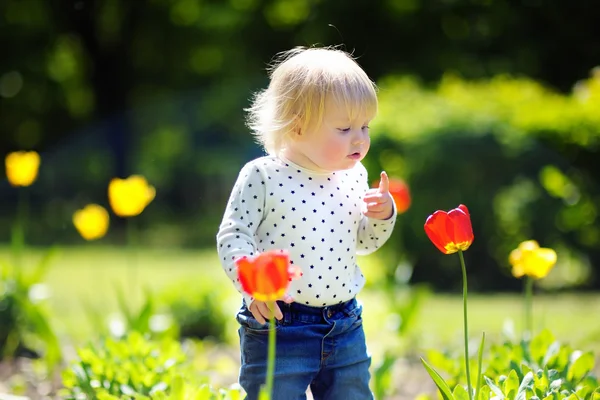 幼児の子供が庭にチューリップの臭いがします。 — ストック写真