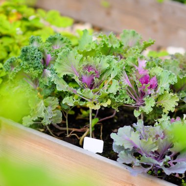 Dekoratif lahana fideleri