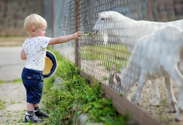 Toddler chłopiec karmienia kóz — Zdjęcie stockowe