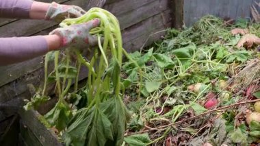 Yakın plan: koruyucu eldivenli bir kadının elleri arka bahçedeki gübre yığınına yabani otlar atıyor. Gübre daha sonra bitki büyümesi için gübre olarak kullanılır. Bir kır evinde organik atıkların geri dönüşümü.