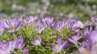 Güzel bir ilkbahar gününde çiçek açan harika çiçek videosu. Güneşli bir parkta enfes çuha çiçekleri