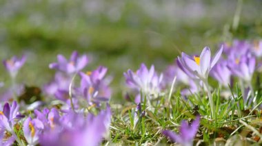 Güzel bir ilkbahar gününde çiçek açan harika çiçek videosu. Güneşli bir parkta enfes çuha çiçekleri