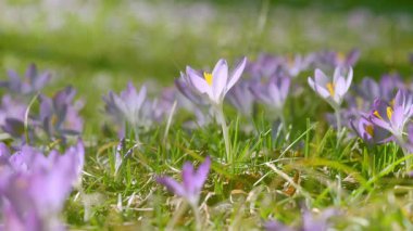 Güzel bir ilkbahar gününde çiçek açan harika çiçek videosu. Güneşli bir parkta enfes çuha çiçekleri