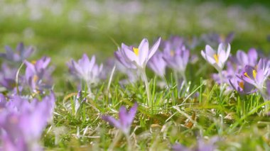 Güzel bir ilkbahar gününde çiçek açan harika çiçek videosu. Güneşli bir parkta enfes çuha çiçekleri