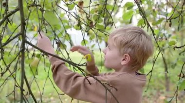 Meyve bahçesinde elma toplayan tatlı bir çocuk. Çocuk elmaya uzanıp onu tutuyor. Aile çiftliğinde ya da ev bahçesinde hasat. Çocuklar için sağlıklı ev yemeği