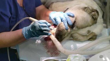 Veteriner kliniğinde tartar ve plaketten büyük köpeğin dişlerini temizlemek. Taşları çıkarma işlemi. Kadın veteriner, hayvan narkozun altında yatarken evcil hayvanın dişlerini ultrasonla temizler..