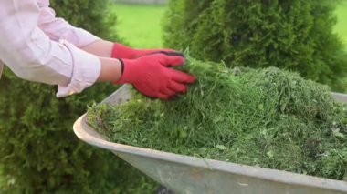Ağaçlar için gübre olarak taze biçilmiş çimenleri kullanan bir çiftçinin yakın plan videosu. Genç fidan ve çalılar için doğal bir biyo-gübre..