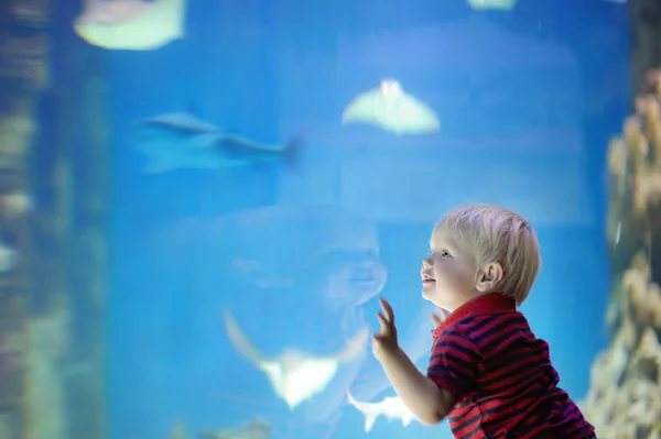 Toddler boy watches fishes — Stock Photo, Image