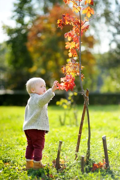 Batole chlapec při pohledu na podzimní strom — Stock fotografie