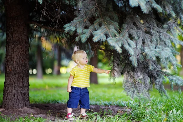 Peuter raken bij vuren tree — Stockfoto