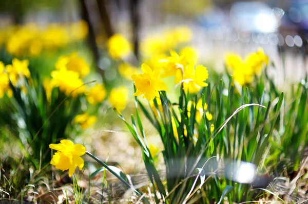 Φωτεινό κίτρινο daffodils — Φωτογραφία Αρχείου