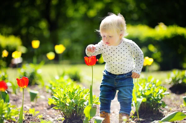 庭の赤いチューリップの臭いがする幼児 — ストック写真