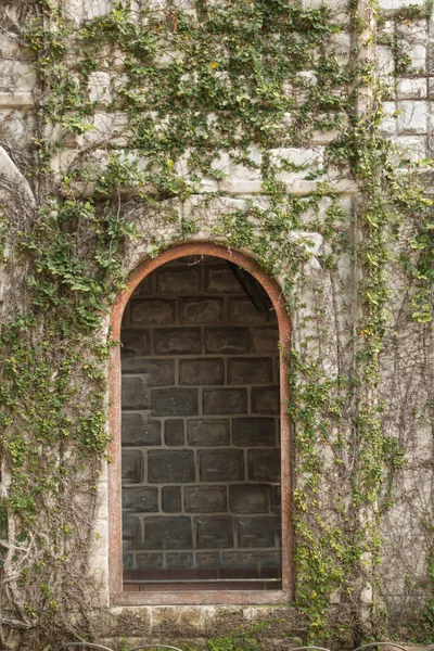 Wand mit Weinreben bedeckt — Stockfoto