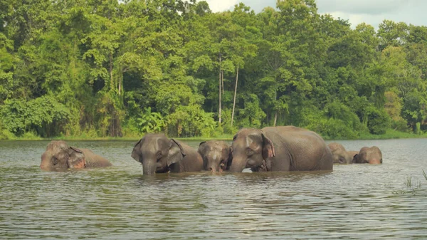 Familjelefanter Enjoin Dusch Och Leka Djungeln Thailand — Stockfoto