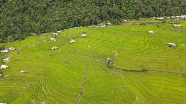 Pa Pong Pieng, Mae Chaem, Chiang Mai, Tayland 'daki pirinç tarlalarının havadan görünüşü.