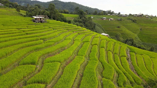 Flygfoto Över Risfält Pong Pieng Mae Chaem Chiang Mai Thailand — Stockfoto