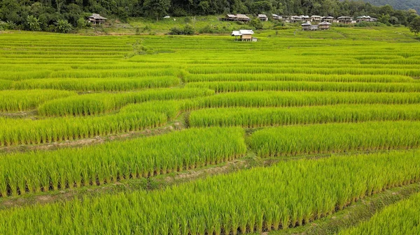 Aerial View Rice Fields Pong Pieng Mae Chaem Chiang Mai — Stock Photo, Image