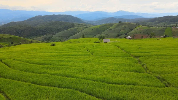 Aerial View Rice Fields Pong Pieng Mae Chaem Chiang Mai — Stock Photo, Image