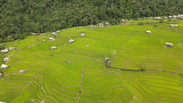 Flygfoto Över Risfält Pong Pieng Mae Chaem Chiang Mai Thailand — Stockfoto