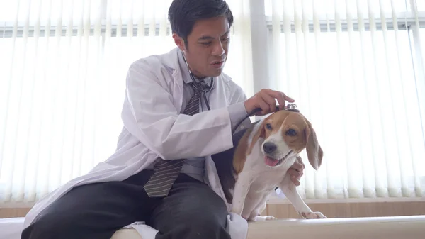 Veterinarian Doctor Labrador Puppy Vet Ambulance — Stock Photo, Image