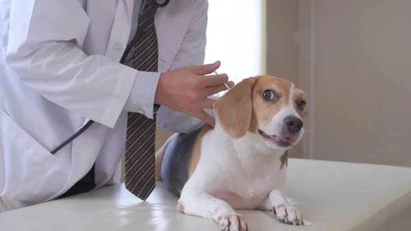 Veteriner Doktor Veteriner Ambulansında Labrador Köpeği — Stok fotoğraf