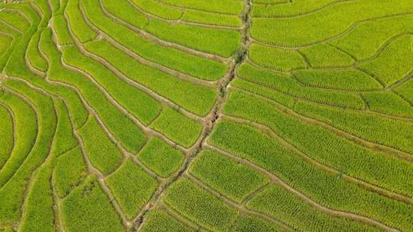 Flygfoto Över Risfält Pong Pieng Mae Chaem Chiang Mai Thailand Stockbild