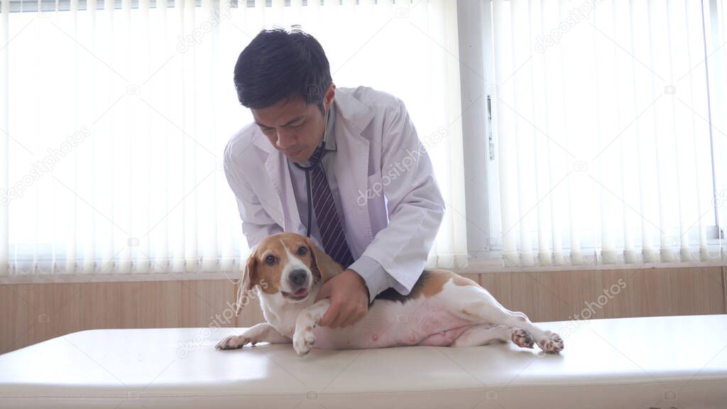 Veterinarian doctor and a labrador puppy at vet ambulance